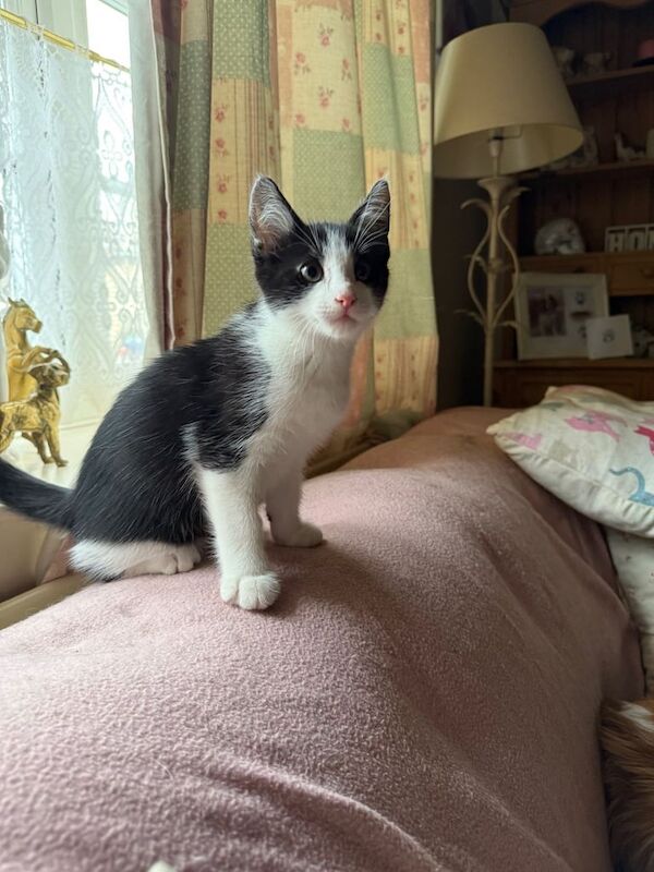 Maine Coon kittens for sale in Melton Mowbray, Leicestershire – 3 months old