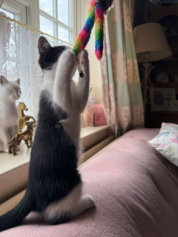 Maine Coon kittens for sale in Melton Mowbray, Leicestershire – 8 months old - Image 2 of 3