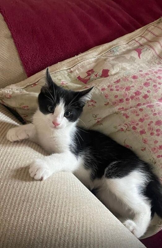 Maine Coon kittens for sale in Melton Mowbray, Leicestershire – 8 months old - Image 3 of 3