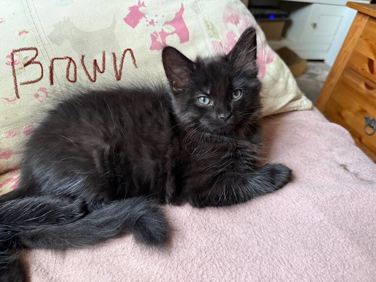 Maine Coon kittens for sale in Melton Mowbray, Leicestershire – 10 weeks old