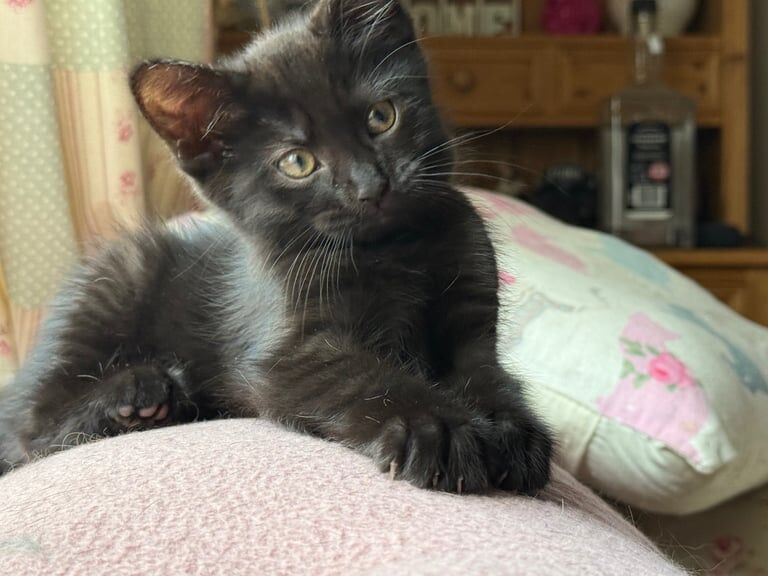 Maine Coon kittens for sale in Melton Mowbray, Leicestershire – 10 weeks old - Image 2 of 3