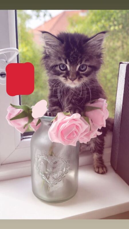 Maine coon cross