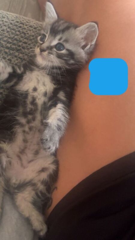 Maine coon cross - Image 2 of 4