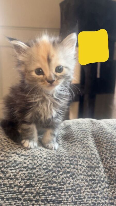 Maine coon cross - Image 3 of 4