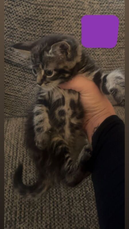 Maine coon cross - Image 4 of 4