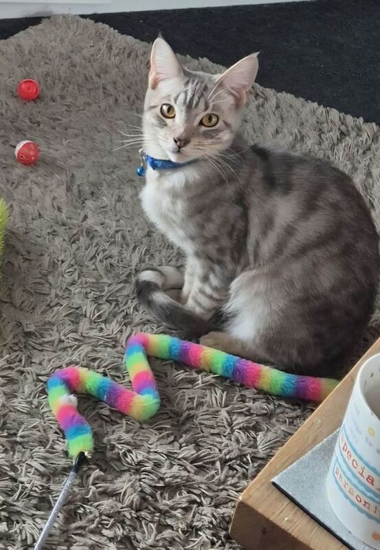 Maine Coon Kittens For Sale