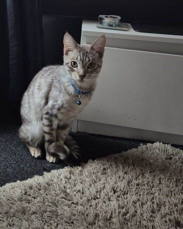 Maine coon cross bengal - Image 2 of 2