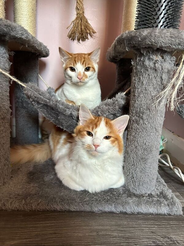 Maine Coon Cross Brothers for sale in Colchester, Essex