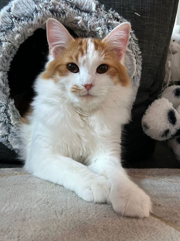 Maine Coon Cross Brothers for sale in Colchester, Essex | Image 2