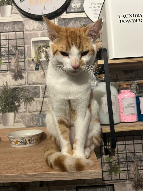 Maine Coon Cross Brothers for sale in Colchester, Essex | Image 3