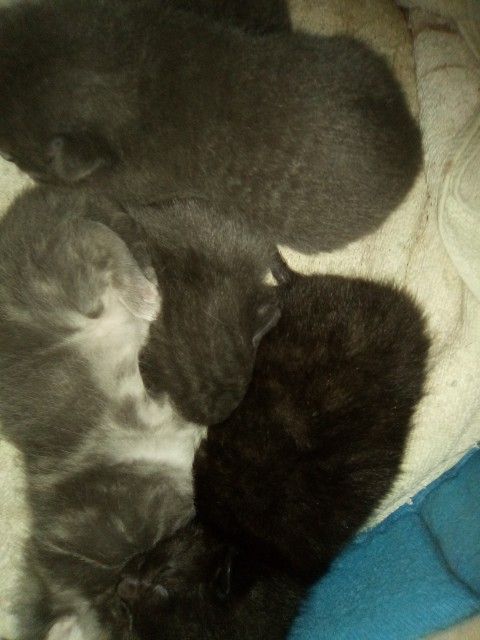 Maine Coon kittens for sale in Saltcoats, Ayrshire and Arran – 9 weeks old