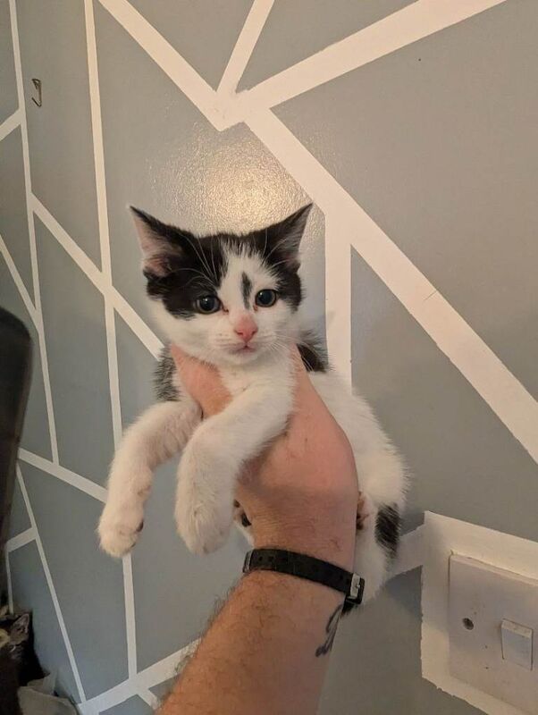 Maine Coon Kittens For Sale