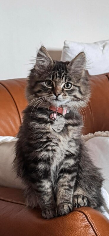 Maine Coon Kittens For Sale