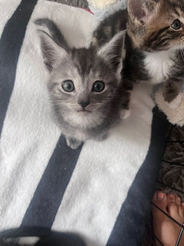 Maine Coon kittens for sale in New Milton, Hampshire – 7 weeks old