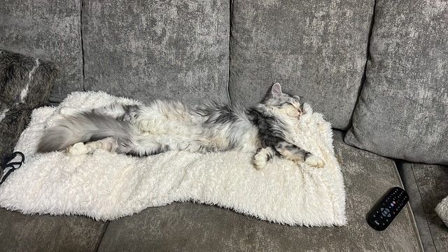Maine Coon kittens for sale in New Milton, Hampshire – 7 weeks old - Image 2 of 3