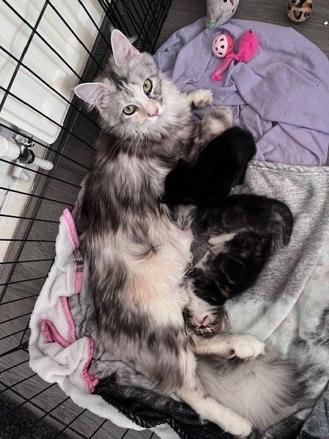 Maine Coon kittens for sale in New Milton, Hampshire – 7 weeks old - Image 3 of 3