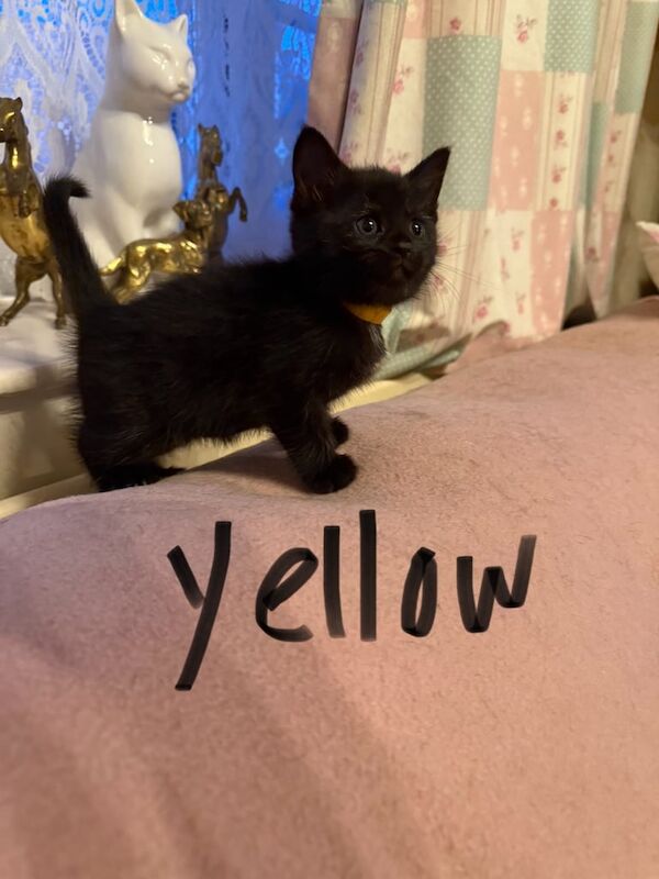 Maine Coon kittens for sale in Melton Mowbray, Leicestershire – 6 weeks old