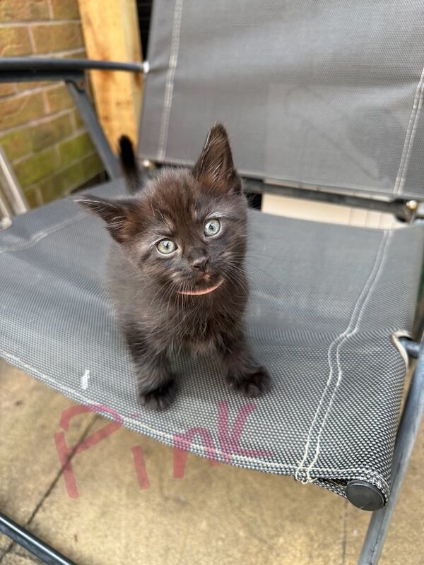 Maine Coon kittens for sale in Melton Mowbray, Leicestershire – 6 weeks old - Image 2 of 3