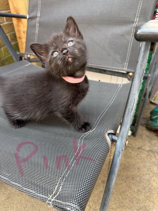 Maine Coon kittens for sale in Melton Mowbray, Leicestershire – 6 weeks old - Image 3 of 3