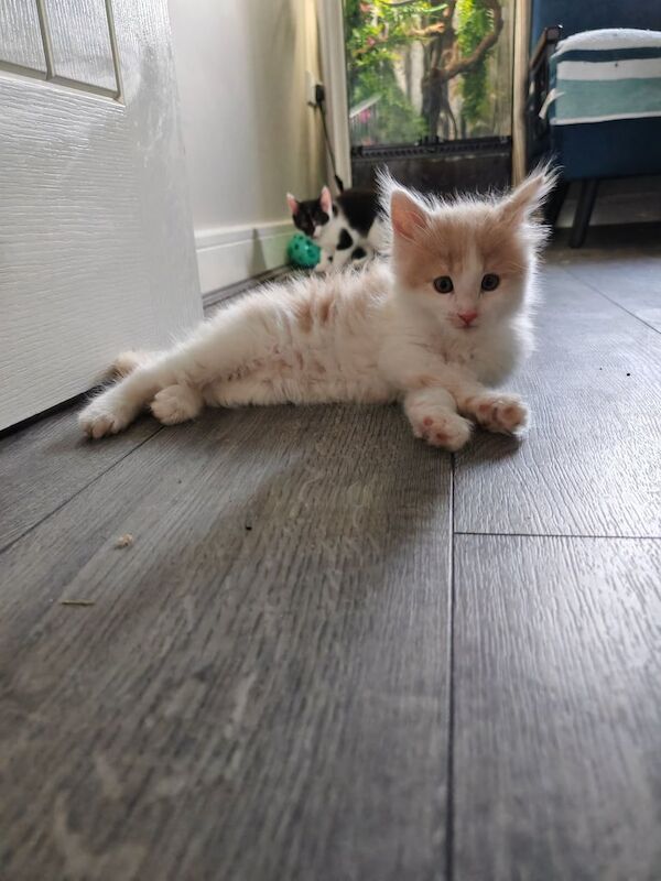 Maine Coon kittens for sale in Leicester, Leicestershire – 11 weeks old