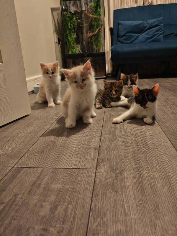 Maine Coon kittens for sale in Leicester, Leicestershire – 11 weeks old - Image 2 of 3