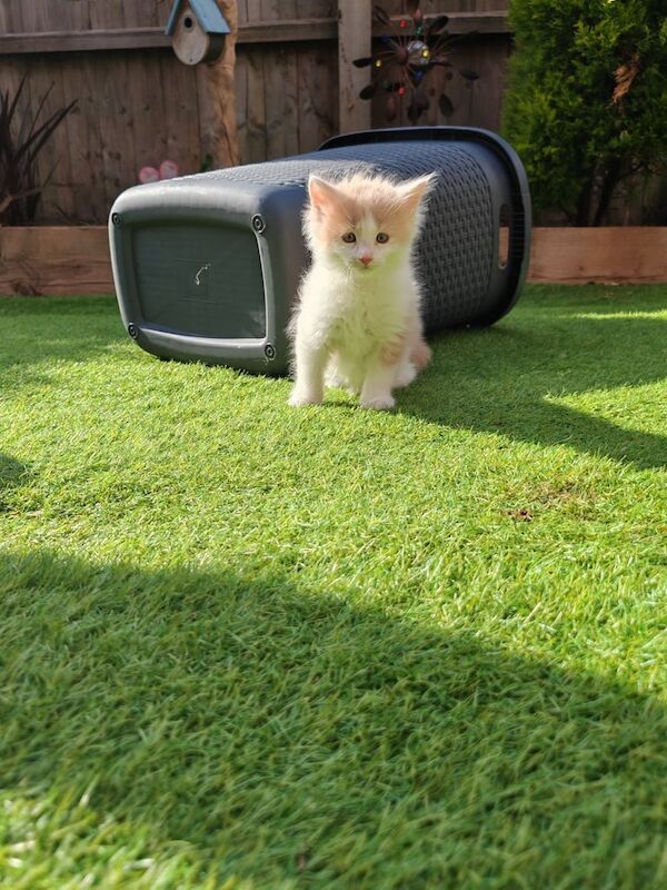 Maine Coon kittens for sale in Leicester, Leicestershire – 11 weeks old - Image 3 of 3