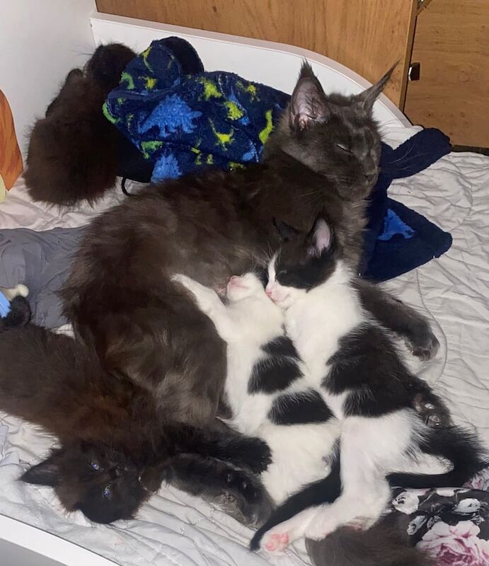 Maine Coon kittens for sale in Birkenhead, Merseyside – 6 weeks old