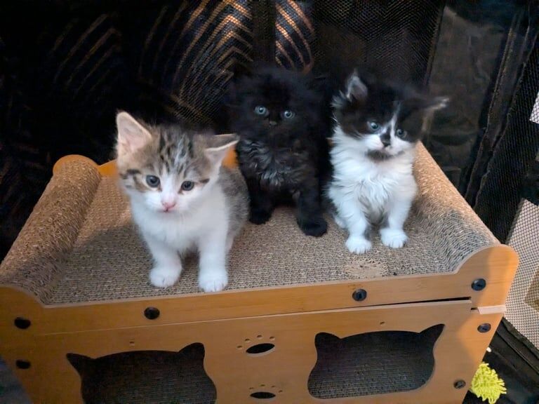 Maine Coon kittens for sale in Falkirk, Stirling and Falkirk – 6 weeks old