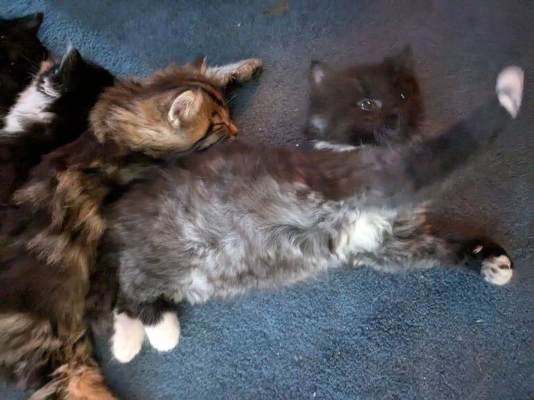 Maine Coon kittens for sale in Falkirk, Stirling and Falkirk – 8 weeks old - Image 2 of 3