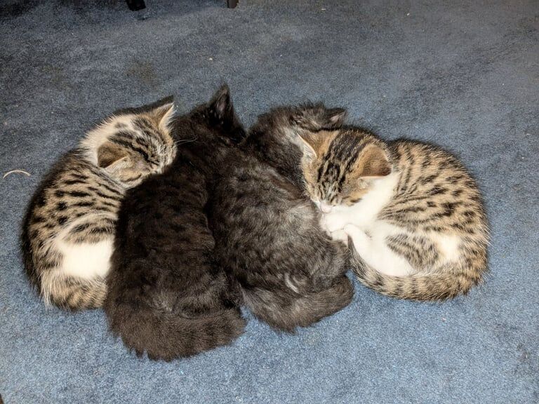 Maine Coon kittens for sale in Falkirk, Stirling and Falkirk – 8 weeks old - Image 3 of 3