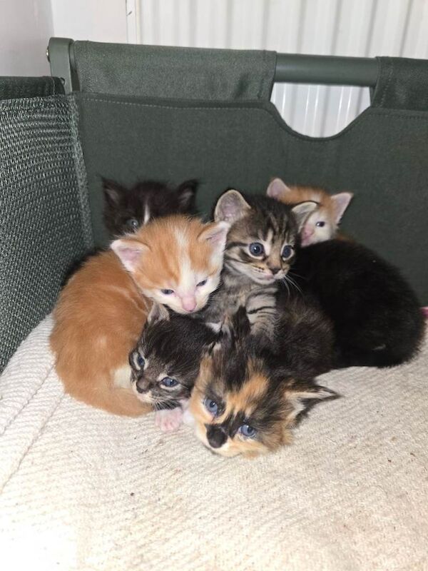 Maine Coon kittens for sale in Norwich, Norfolk – 4 weeks old