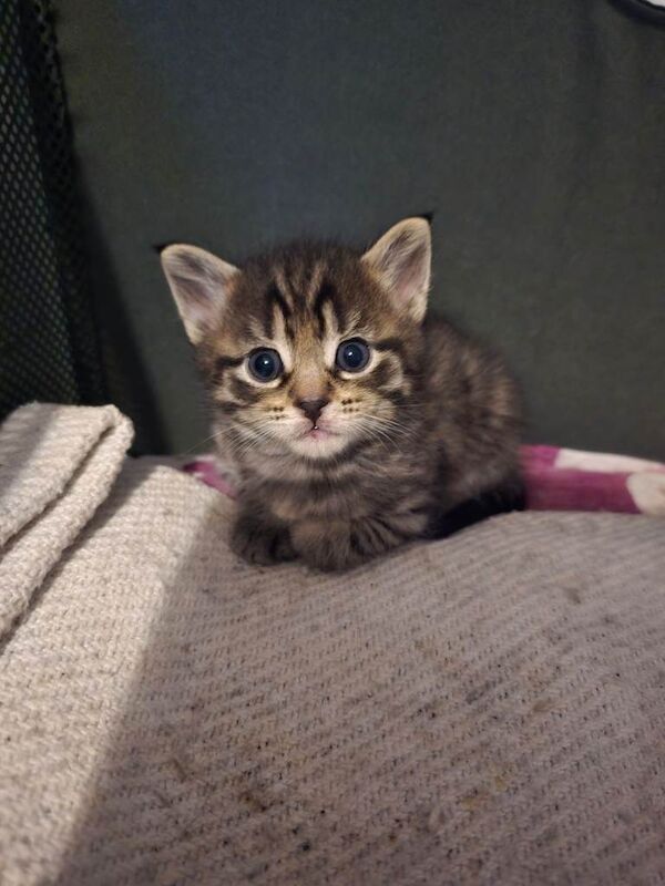 Maine Coon kittens for sale in Norwich, Norfolk – 4 weeks old - Image 3 of 3