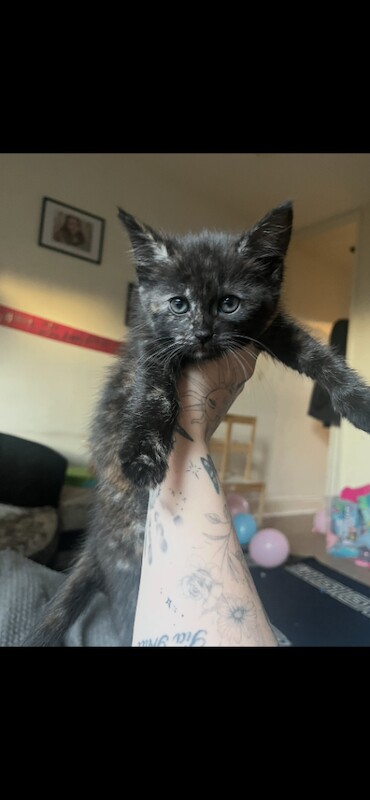 Maine Coon kittens for sale in Ilkeston, Derbyshire – 9 weeks old - Image 3 of 5