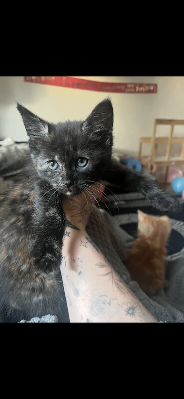 Maine Coon kittens for sale in Ilkeston, Derbyshire – 9 weeks old - Image 4 of 5