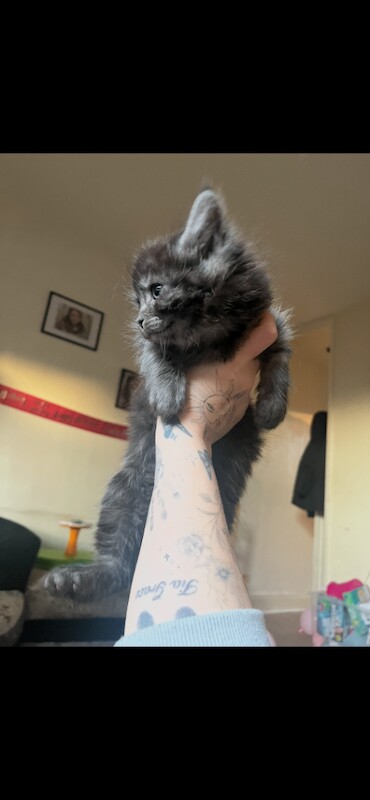 Maine Coon kittens for sale in Ilkeston, Derbyshire – 9 weeks old - Image 5 of 5