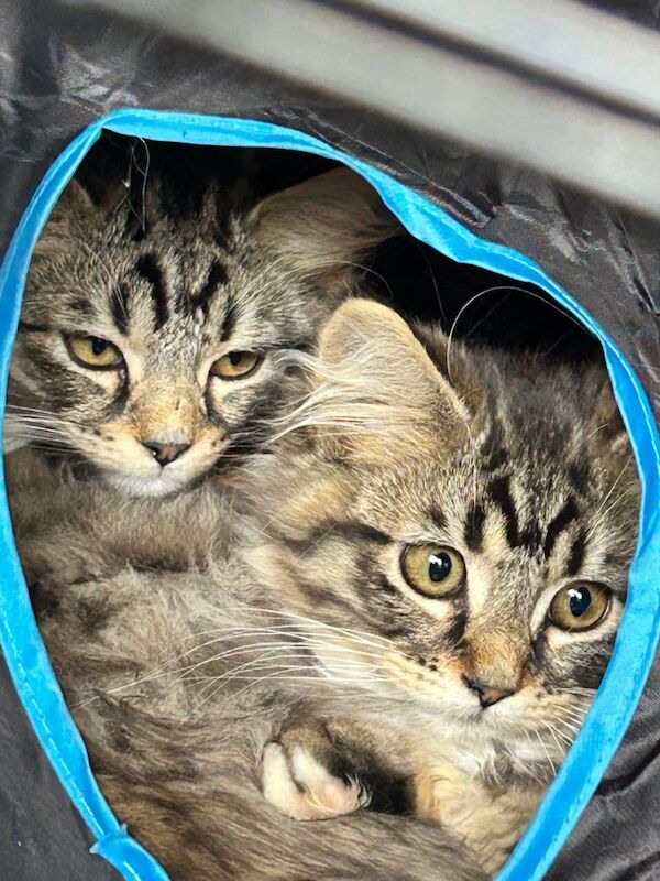 Maine Coon Kittens For Sale