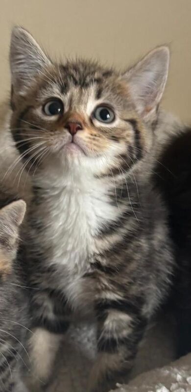 Maine Coon Cross Kittens