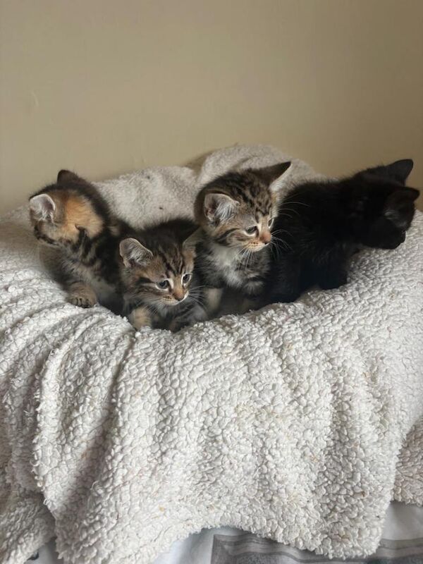 Maine Coon Cross Kittens - Image 2 of 5