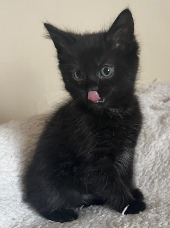 Maine Coon Cross Kittens - Image 3 of 5