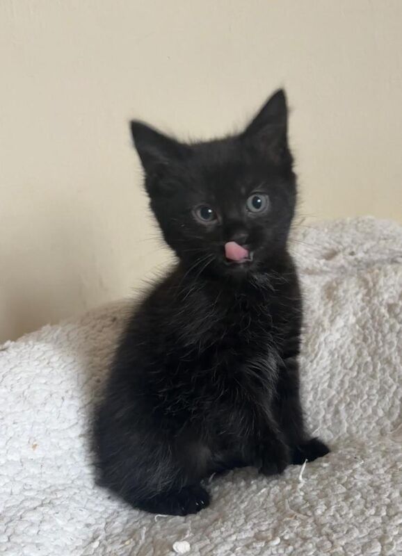 Maine Coon Cross Kittens - Image 4 of 5