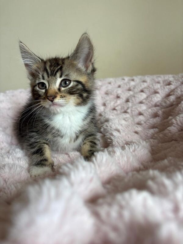 Maine Coon Cross Kittens - Image 5 of 5