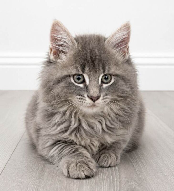 Maine Coon Cross Kittens
