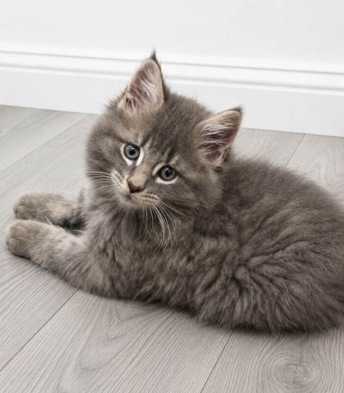 Maine Coon Cross Kittens - Image 2 of 5