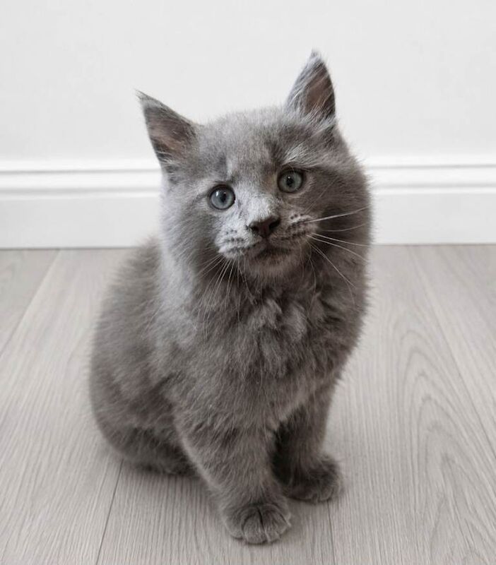 Maine Coon Cross Kittens - Image 3 of 5