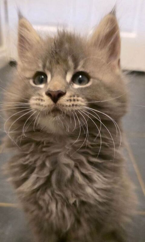 Maine Coon Cross Kittens - Image 4 of 5