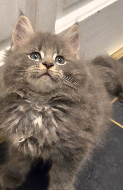 Maine Coon Cross Kittens - Image 5 of 5