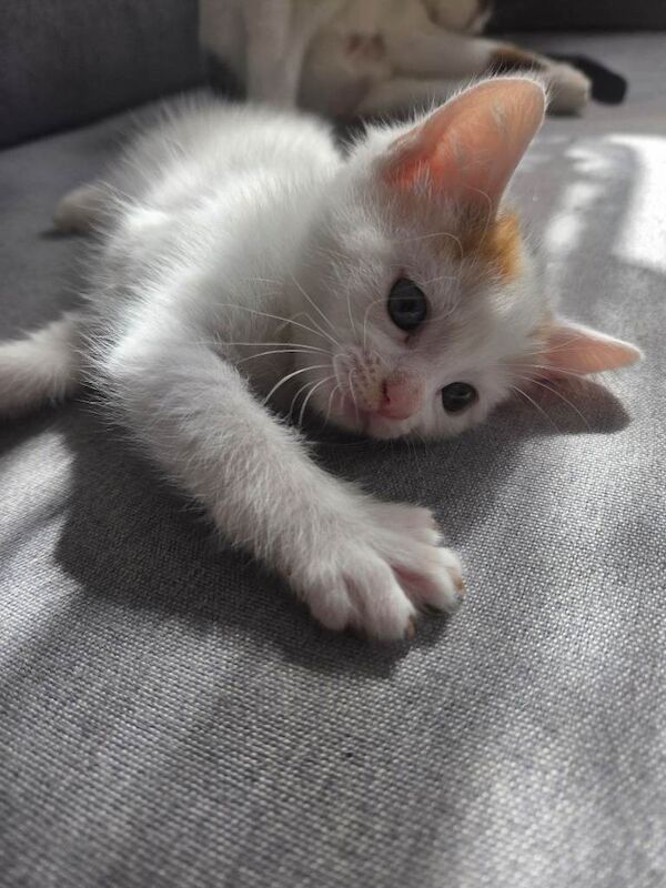 Maine coon cross kittens