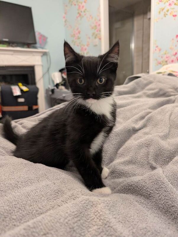 Maine Coon kittens for sale in Shrewsbury, Shropshire – 12 weeks old