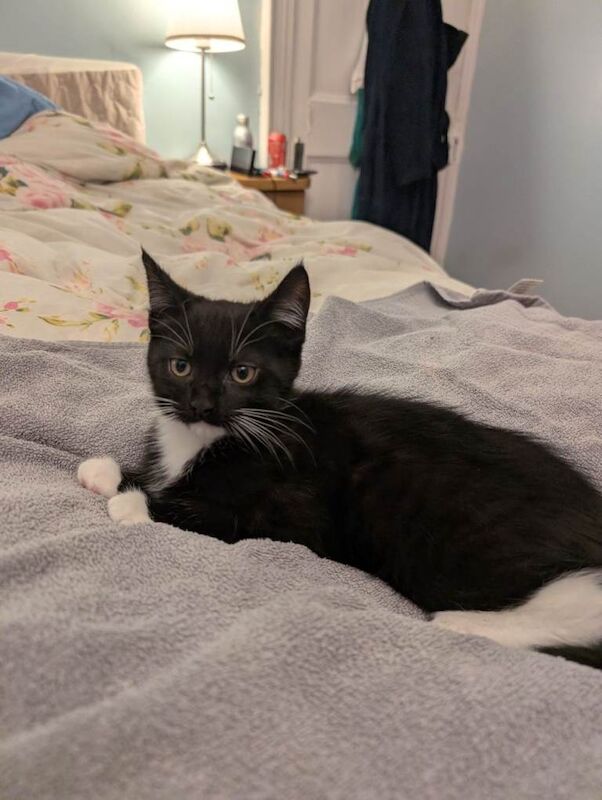 Maine Coon kittens for sale in Shrewsbury, Shropshire – 4 months old - Image 2 of 5