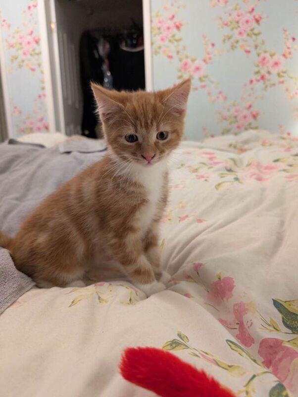 Maine Coon kittens for sale in Shrewsbury, Shropshire – 4 months old - Image 4 of 5